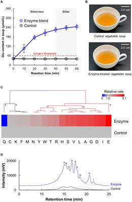 Umami and saltiness enhancements of vegetable soup by enzyme-produced glutamic acid and branched-chain amino acids